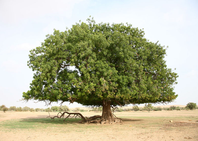 La Forêt des 29 - L'arbre qui allaite le monde - Photo 2